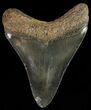 Serrated, Juvenile Megalodon Tooth #70564-1
